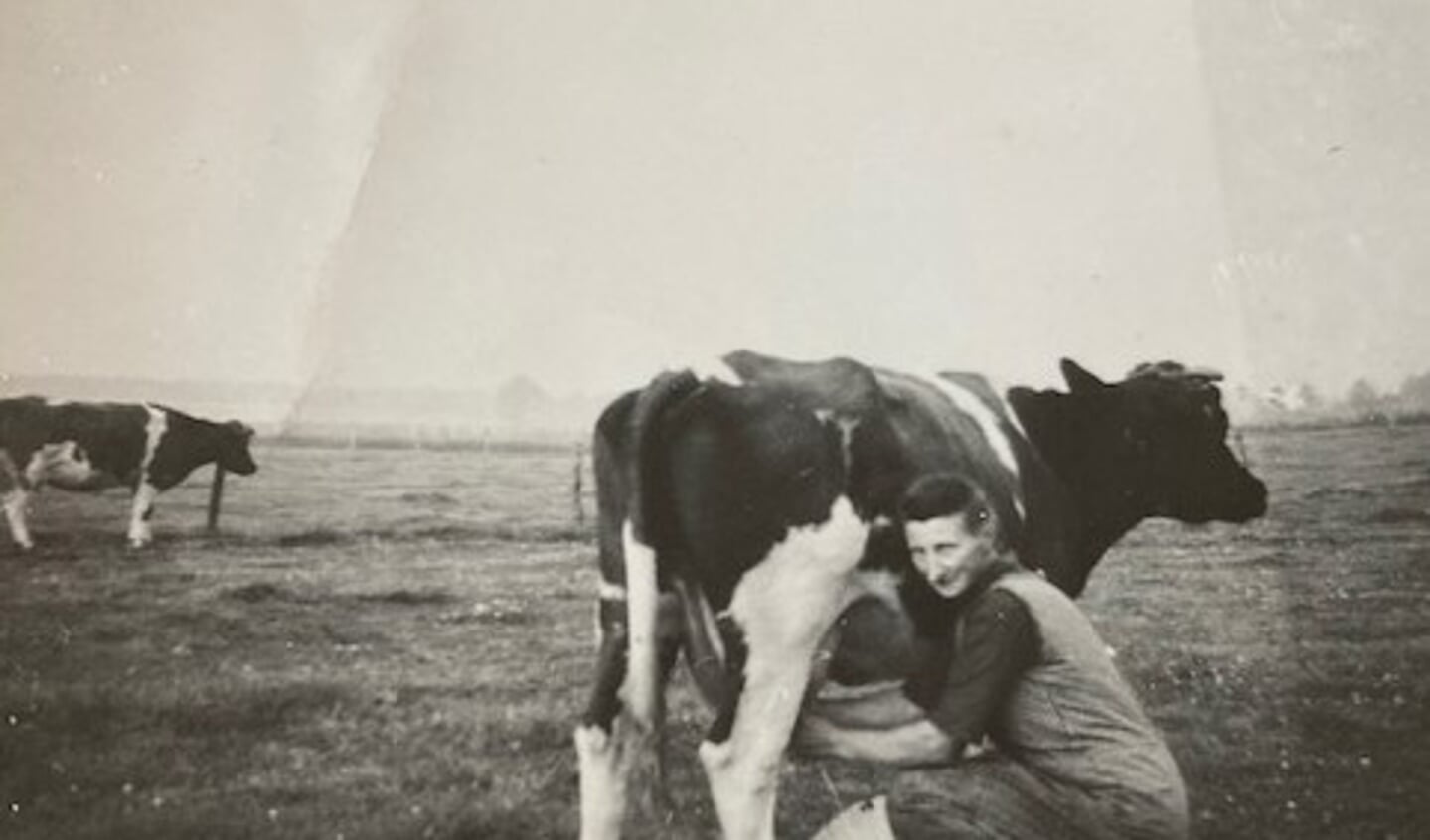  Opoe Izaks melkt de koeien. Foto: privé-archief Derk Willem Izaks 