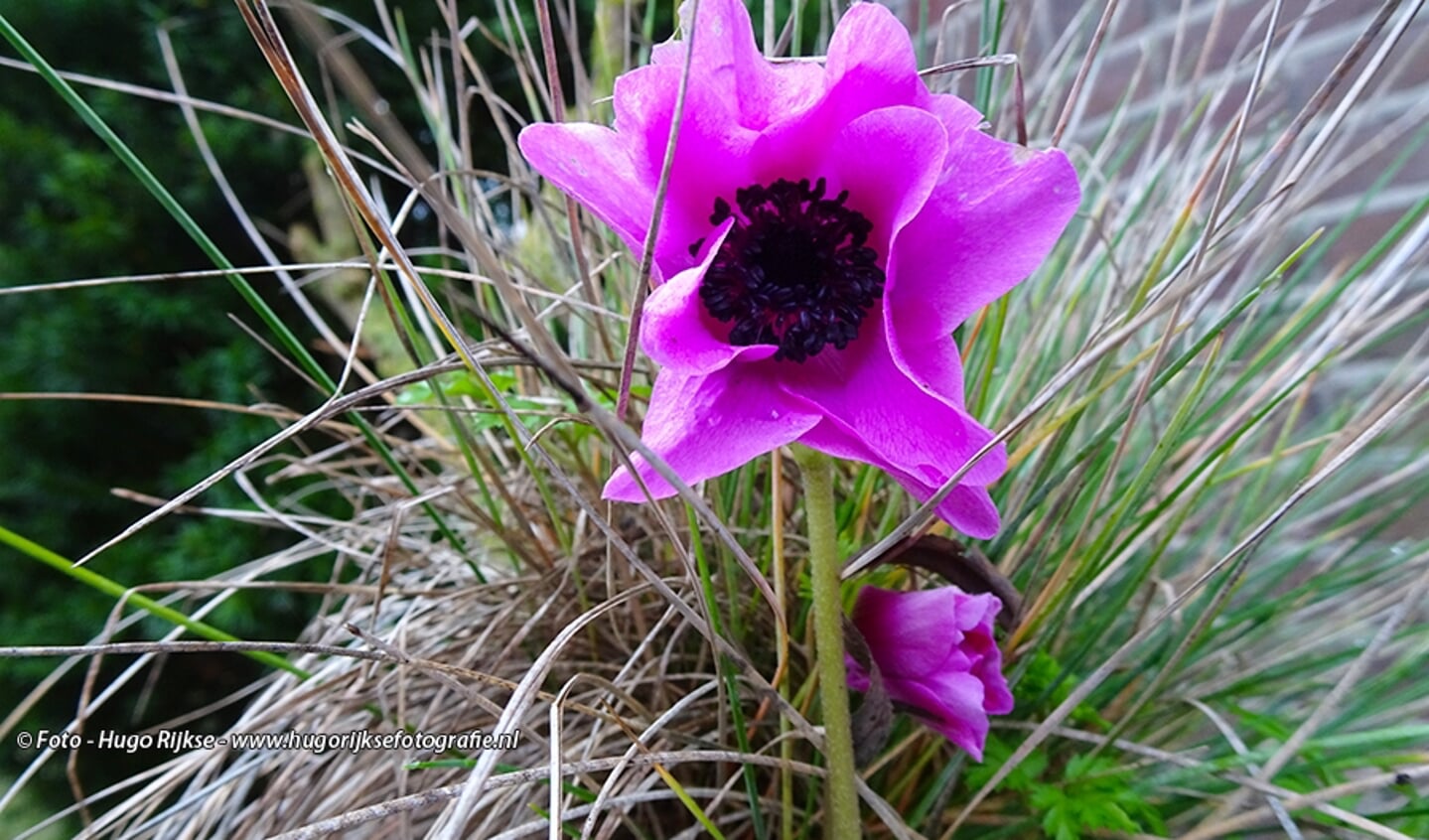 De natuur is een beetje van slag in januari. Of wil deze Anemoon wat kleur brengen tijdens deze rare coronatijd? In Silvolde begint deze anemoon spontaan te bloeien, door de wisseling van het weer. Foto: Hugo Rijkse