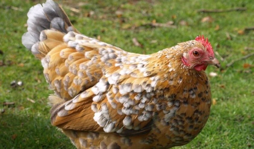 Dit is niet de gedumpte kip, maar een van de sabelpootkrieltjes van de Kinderboerderij in Didam. Foto: RAG Fotografie