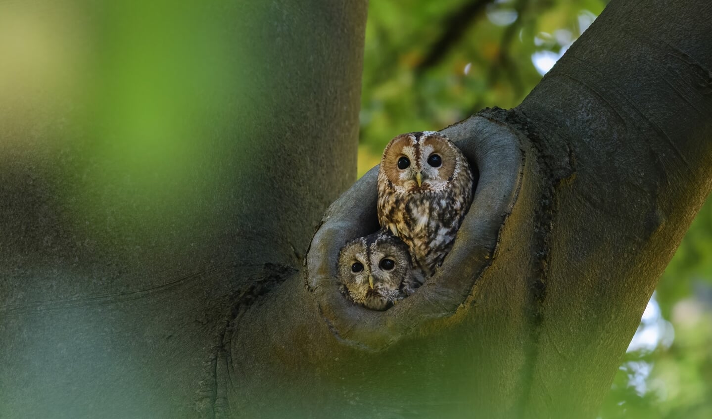 Paartje bosuilen in het allerlaatste licht van de dag. Foto: Jeroen van Wijk