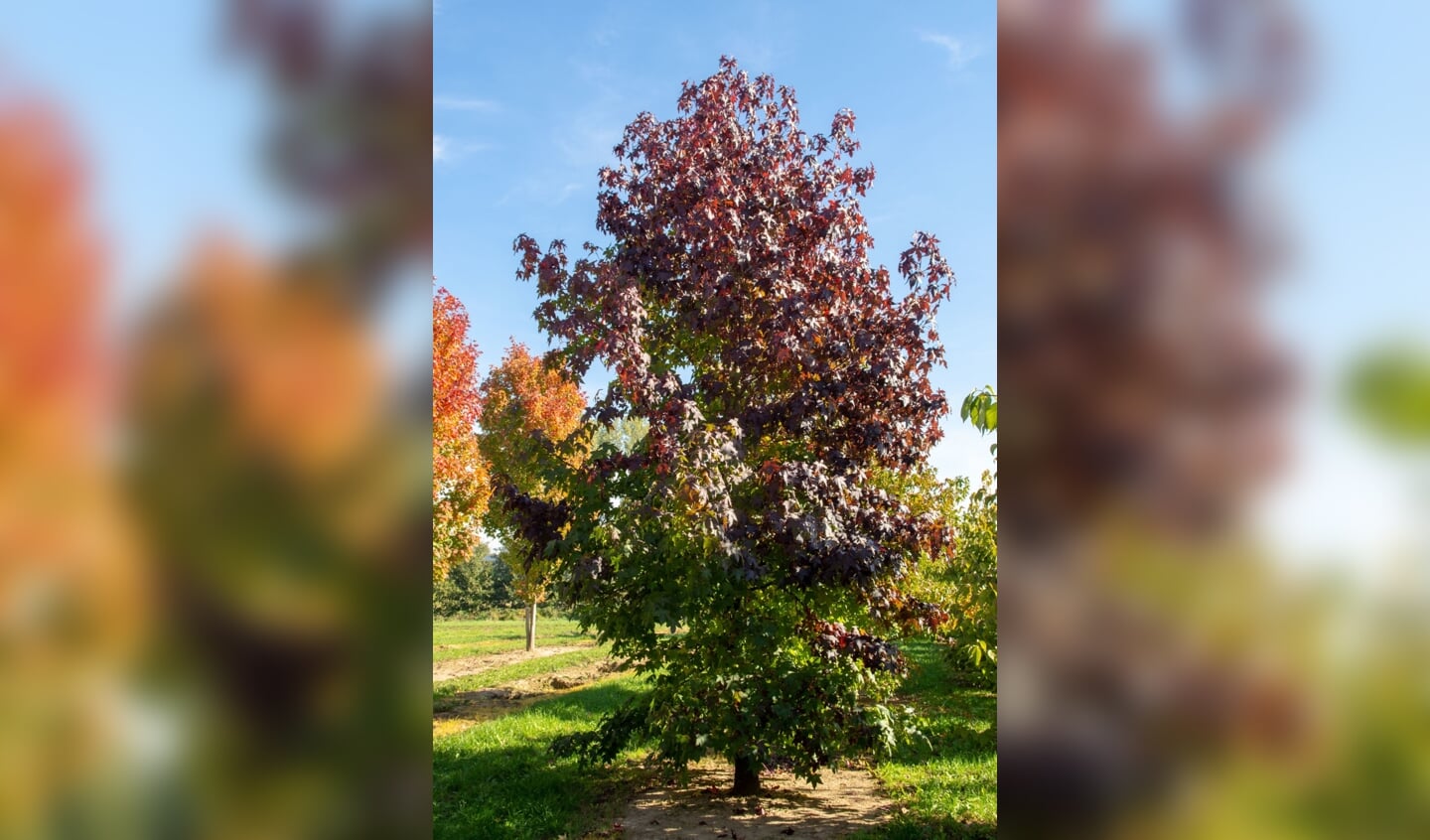 Amberboom in herfstkleur. Foto: De TreeEbb/kwekerij Ebben