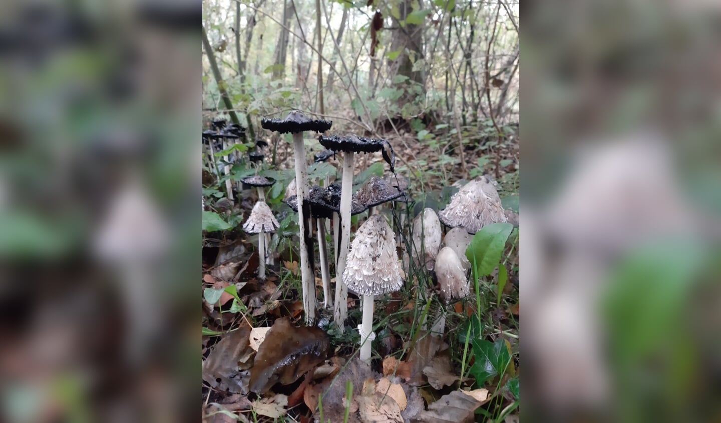 Een groepje inktzwammen. Foto: IVN