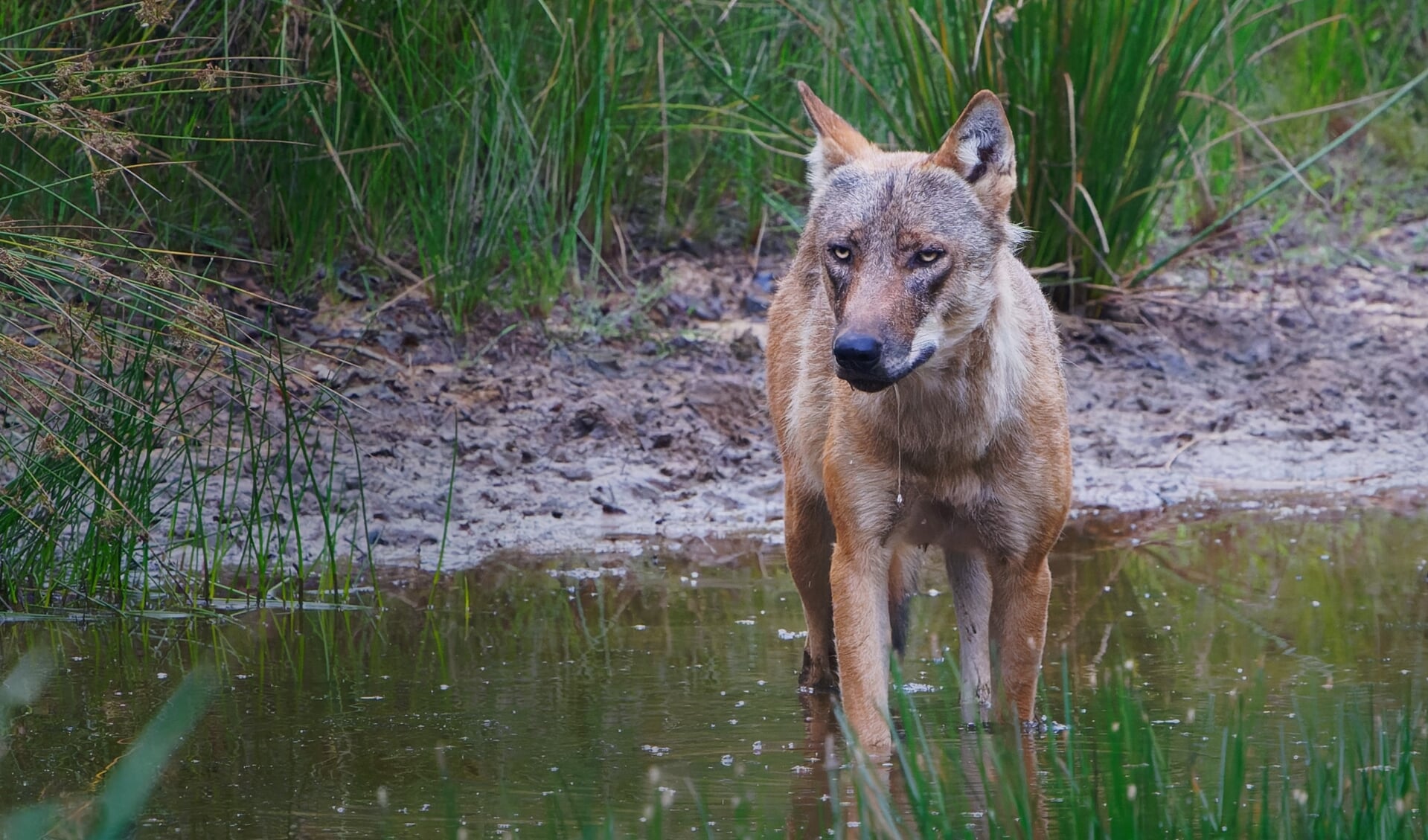 De wolf, twee eeuwen geleden werd uitgeroeid, is terug van weggeweest. Foto: Jeroen Kloppenburg