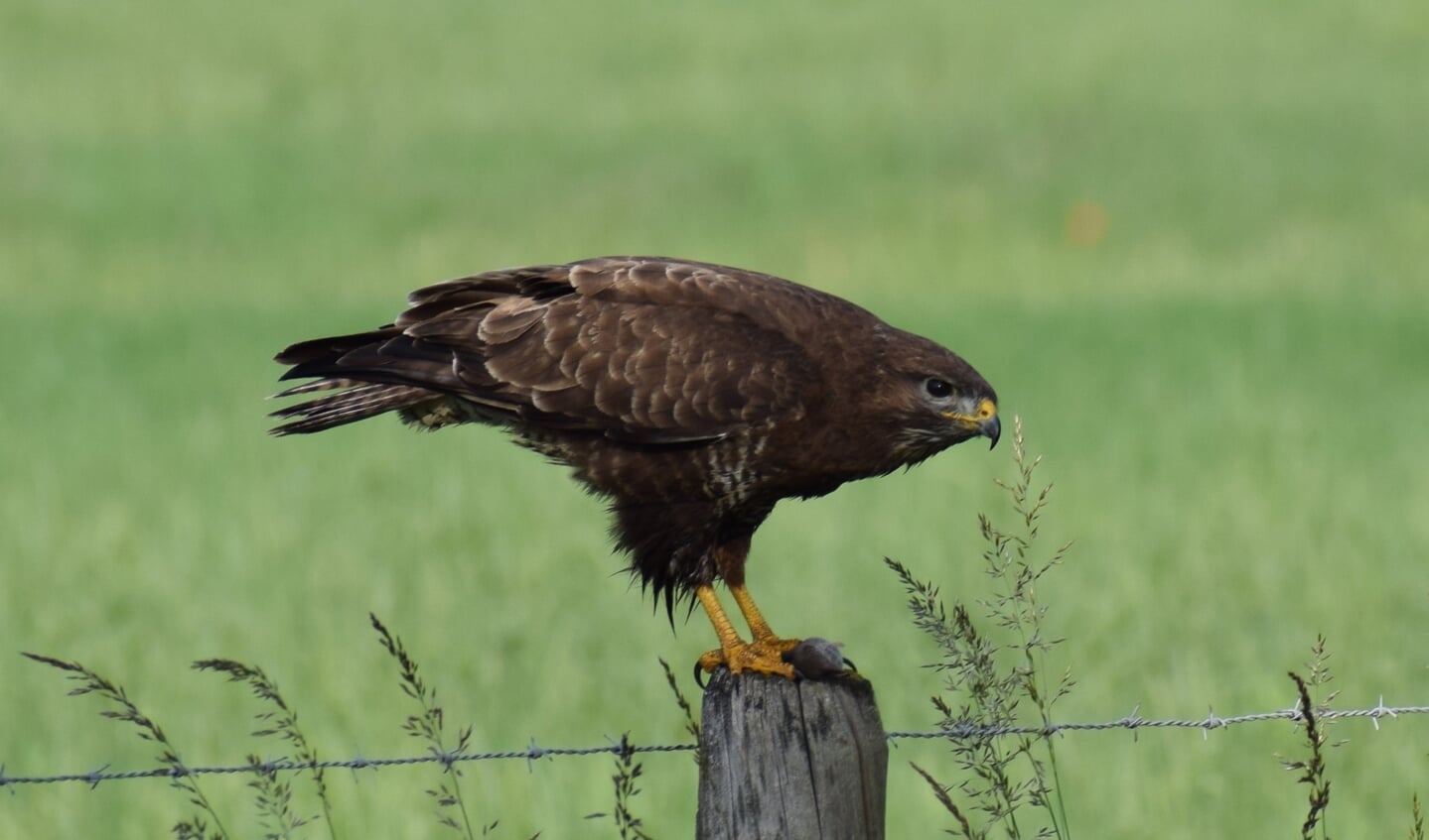 Buizerd met prooi. Foto Fred Kniest