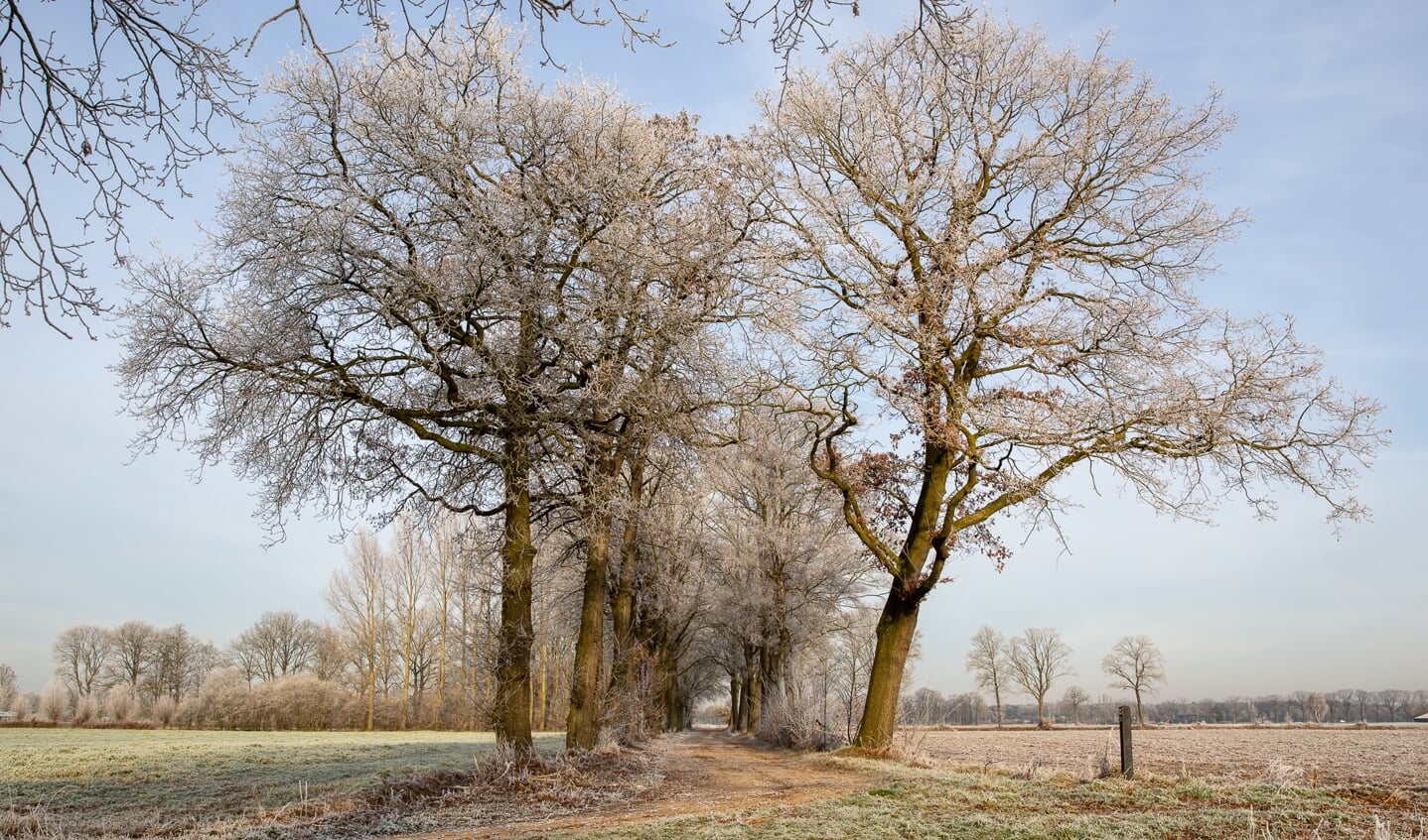 Vereniging Bomenbelang Bronckhorst zet zich al 25 jaar in voor het behoud van (monumentale) bomen. Foto: Hans van Kooten