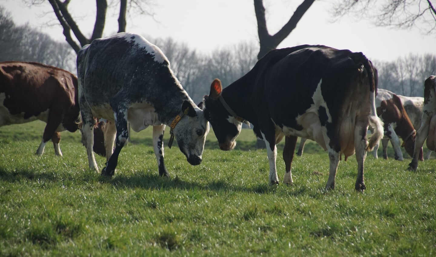 Koeien geven elkaar kopstootjes. Foto: Frank Vinkenvleugel