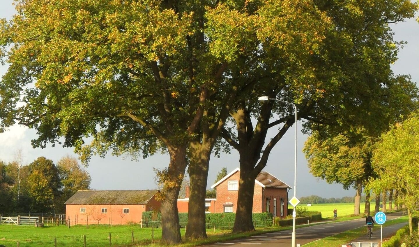 Markante eik nabij de spoorwegovergang in Lievelde. Foto: Bomenwacht Oost Gelre