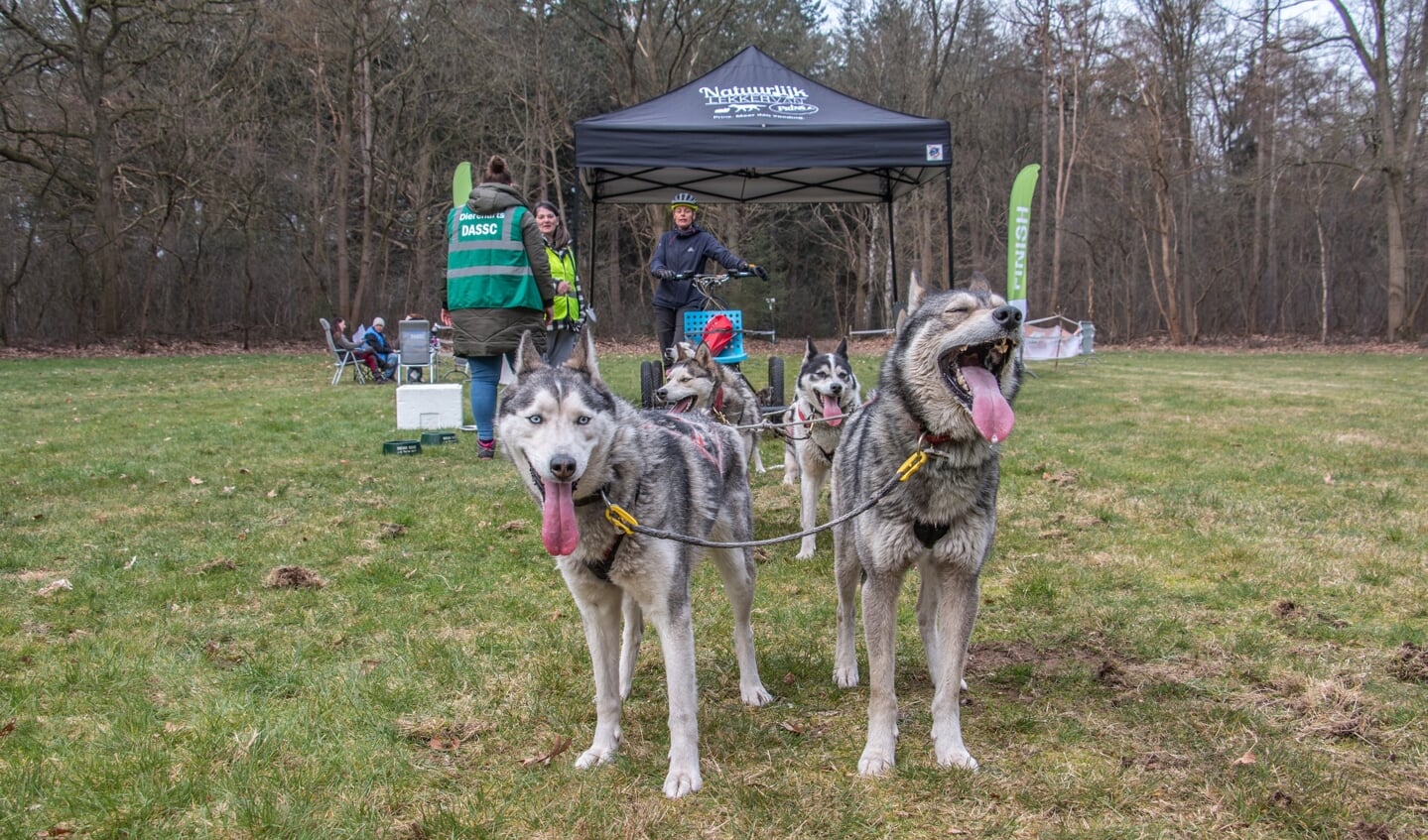 De sledehonden staan na de rit tevreden te wachten tot ze naar de stake-out mogen. Foto: Achterhoekfoto.nl/Liesbeth Spaansen