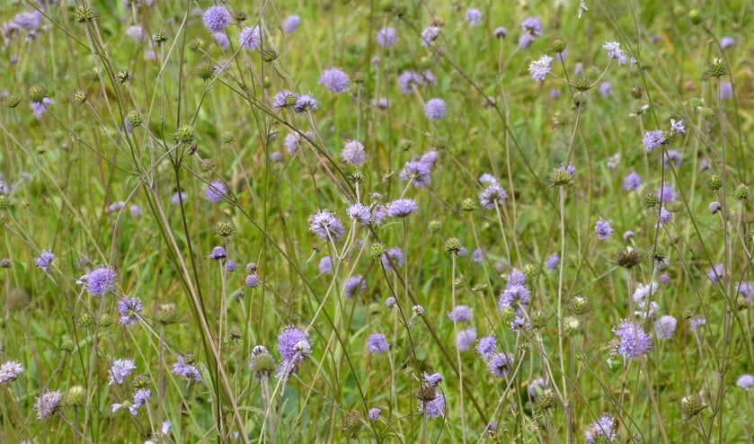 Blauwe knoop, kenmerkende soort van heideontginningen. Foto: Bernhard Harfsterkamp