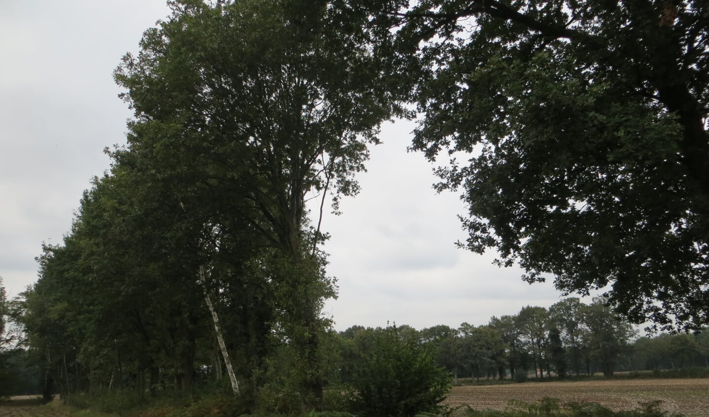 Houtwallen zijn karakteristieke landschapselementen. Foto: Bernhard Harfsterkamp
