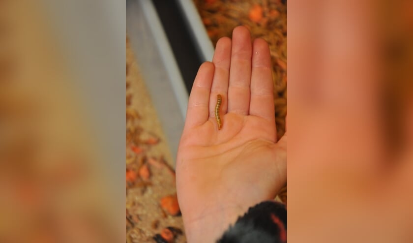 Wormen nemen weinig ruimte in beslag. Foto: PR