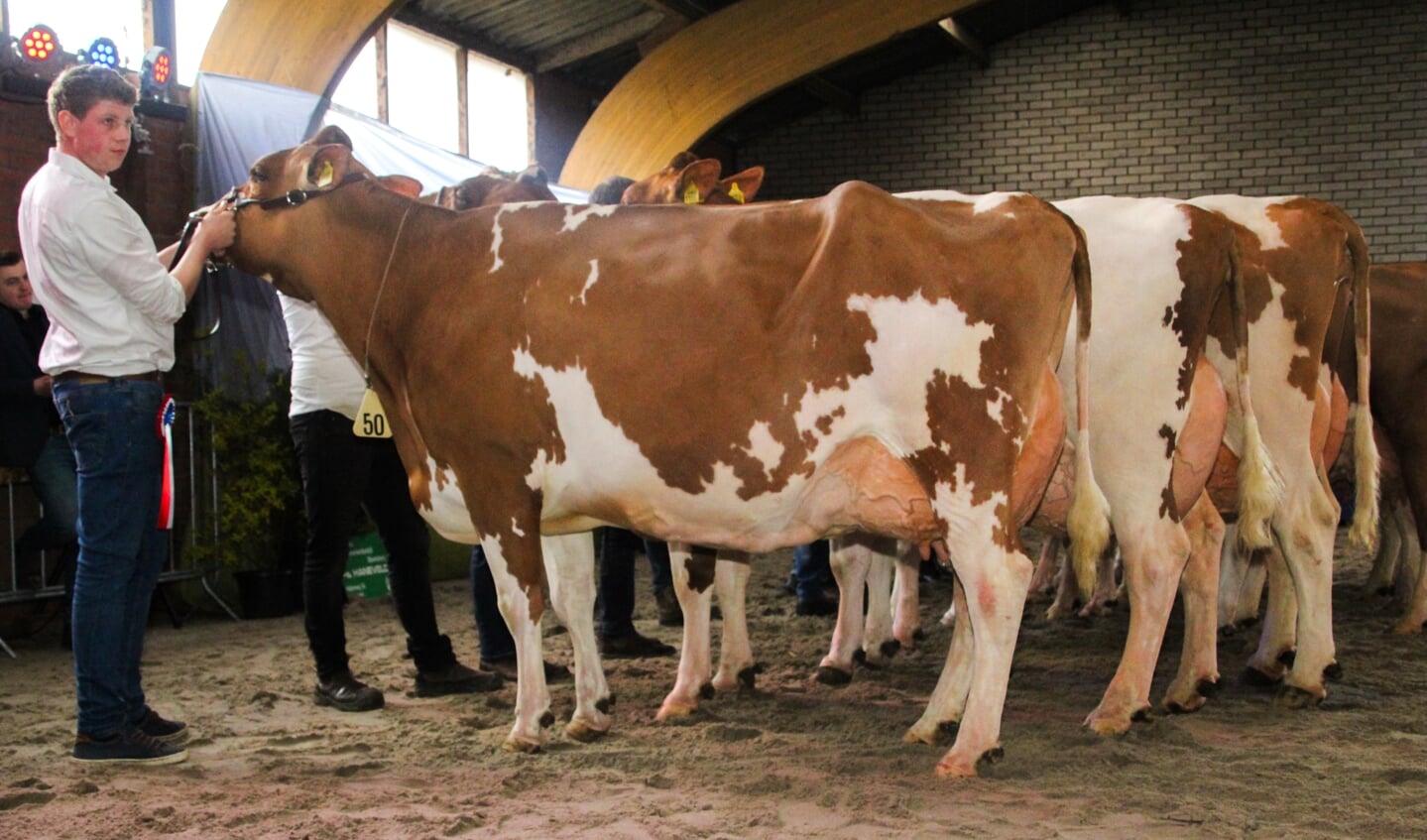 Op de Lochemse show deden weer veel bekende namen mee uit de rundvee sector. Foto: Floor Schut Fotografie
