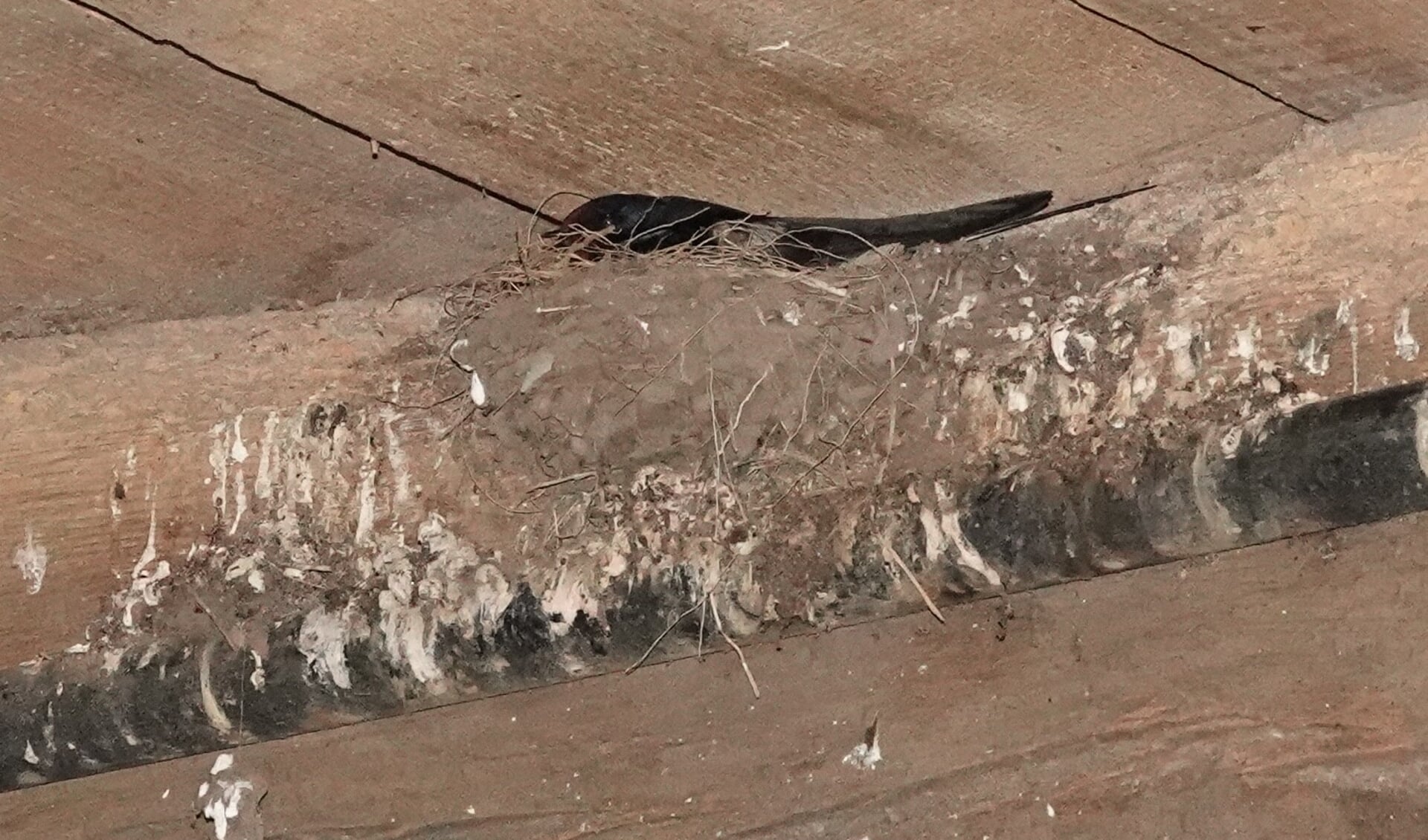 De eerste teruggekeerde boerenzwaluw van dit seizoen dook zondagavond diep weg in een oud nest tegen een eeuwenoude balk in het achterhuis van boerderij Stokkink. Foto: Arend Heideman 