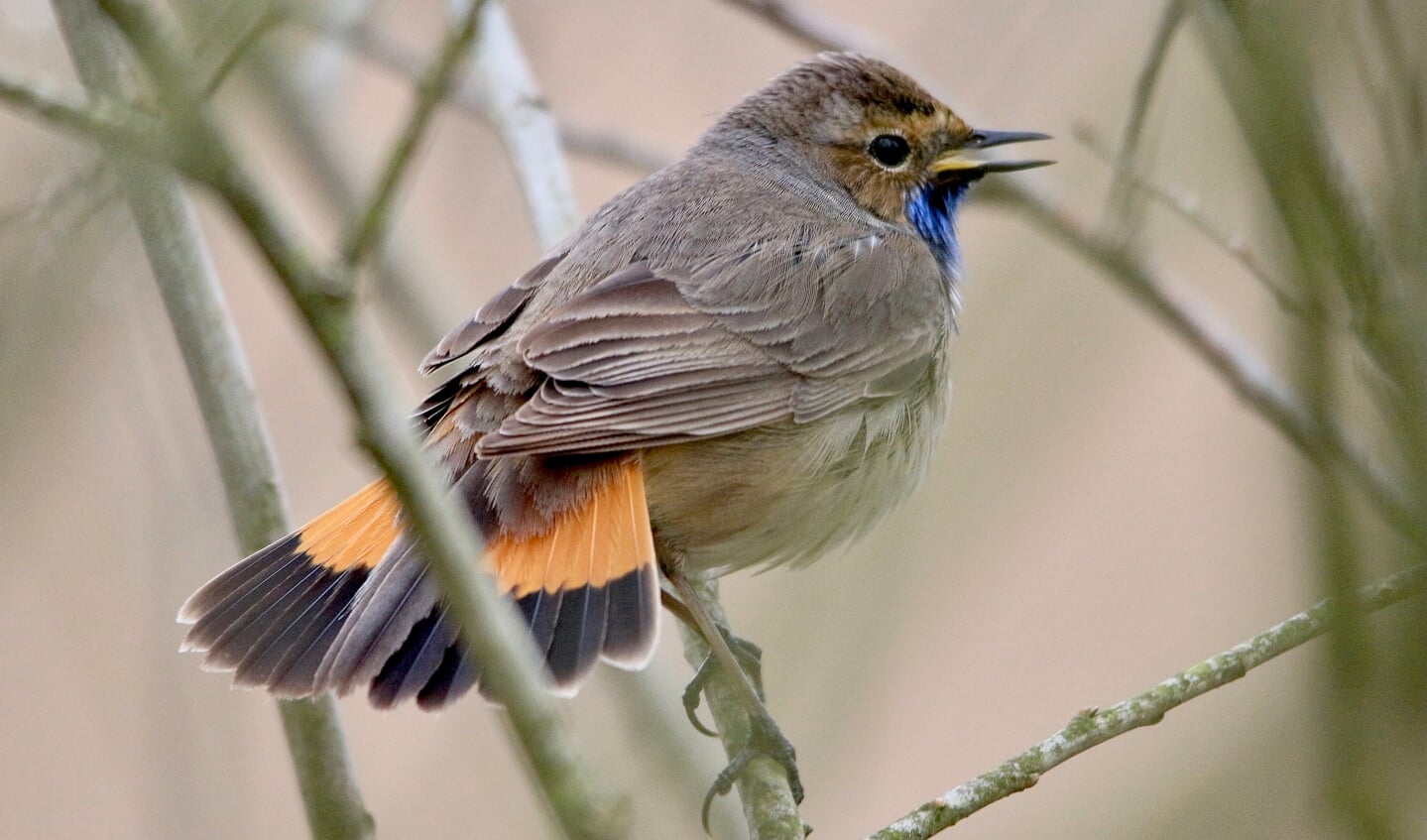 Een blauwborst in het Haaksbergerveen. Foto: Benno Stortelder.