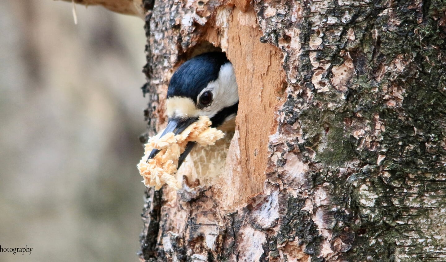 De grote bonte specht druk in de weer een geschikte nestholte te maken. Foto: Benno Stortelder