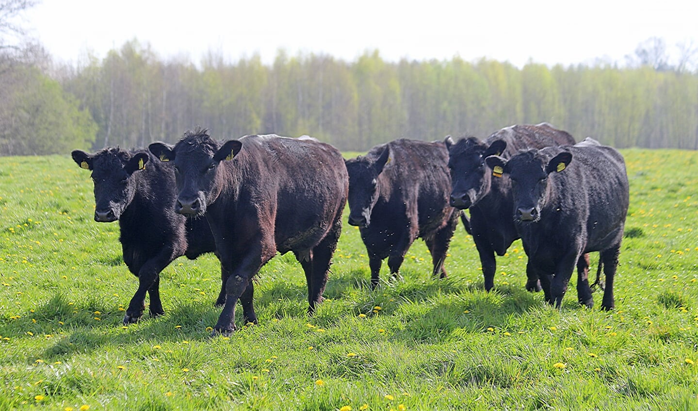 De koeien in aantocht. ‘Ze doen het hier hartstikke goed. Foto: Sander Grootendorst 