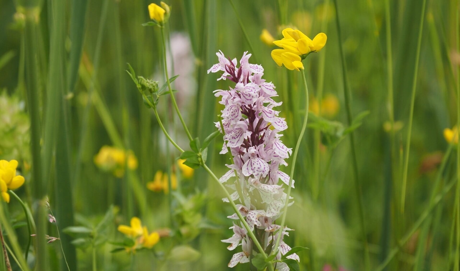 Op landgoed Kieftskamp zijn verschillende soorten orchideeën te vinden. Foto: Nico Kloek