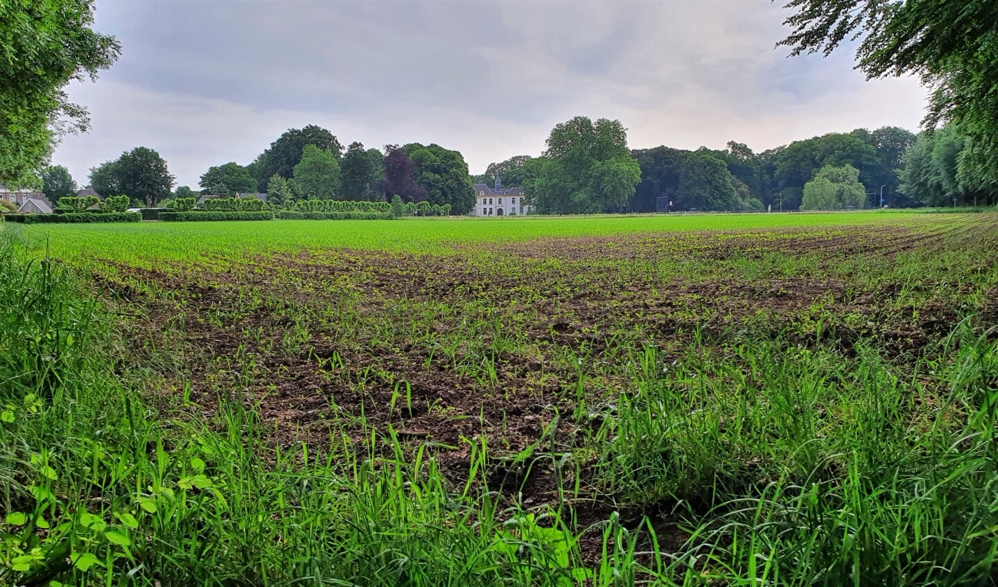 Staan hier over een aantal jaren woningen in plaats van maïs? Woningzoekenden in Baak hopen van wel. Foto: Alice Rouwhorst