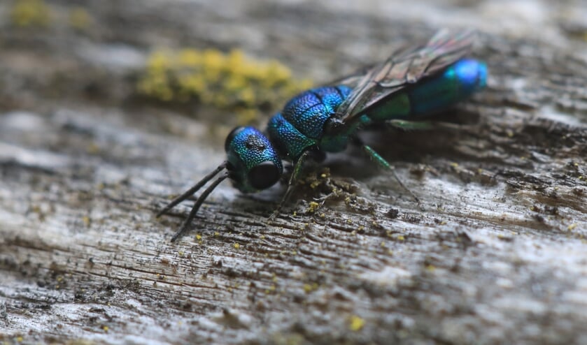 Een goudwesp inspecteert een bijenhotel. Foto: Feikje Breimer