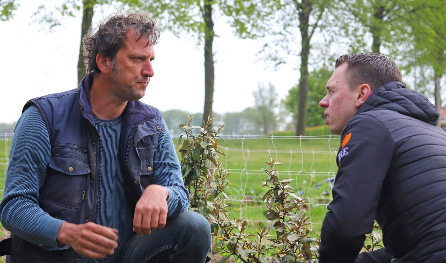 Ivo Pouw (links) bij de beginnende olijfwilgen in gesprek met Bjorn Massop van Villa Ruimzicht. Foto: Sander Grootendorst