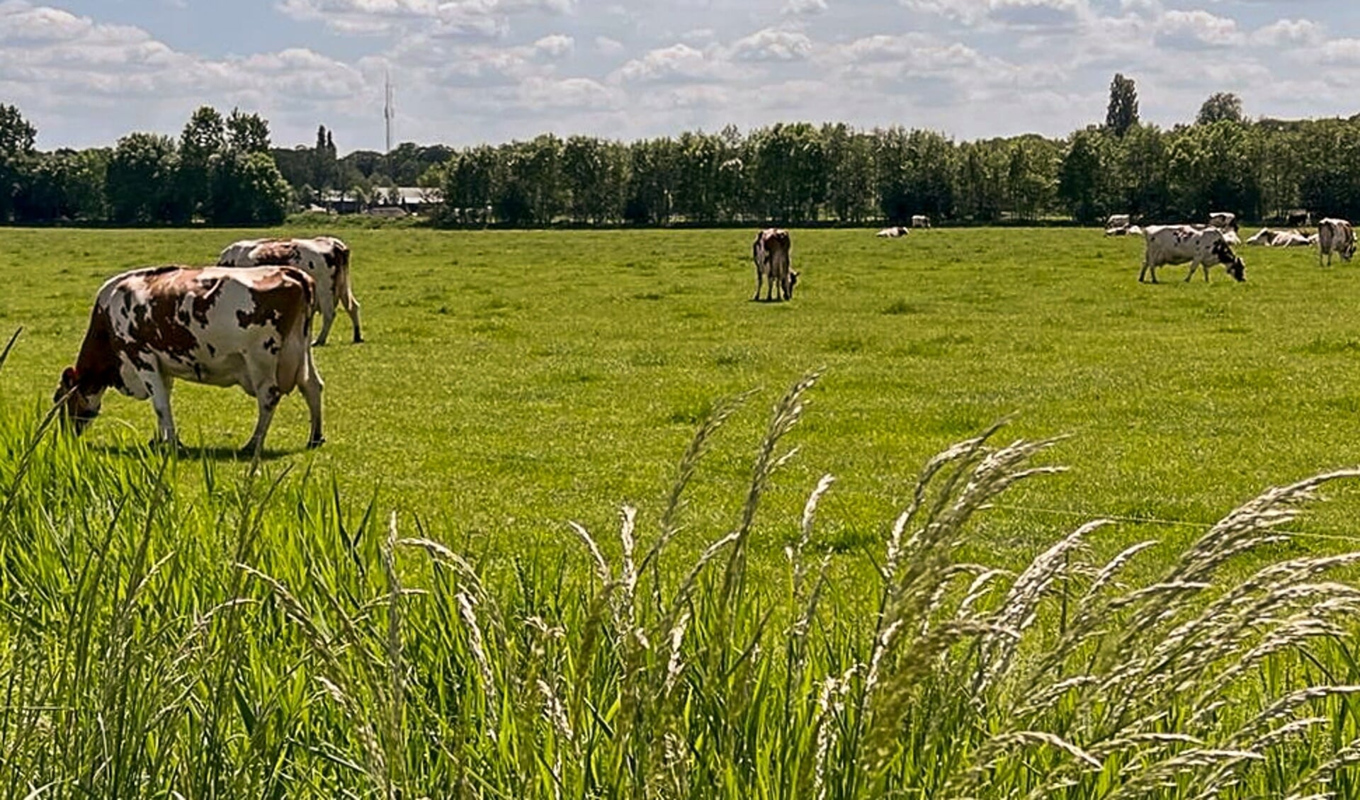 Koeien in de wei. Foto: PR