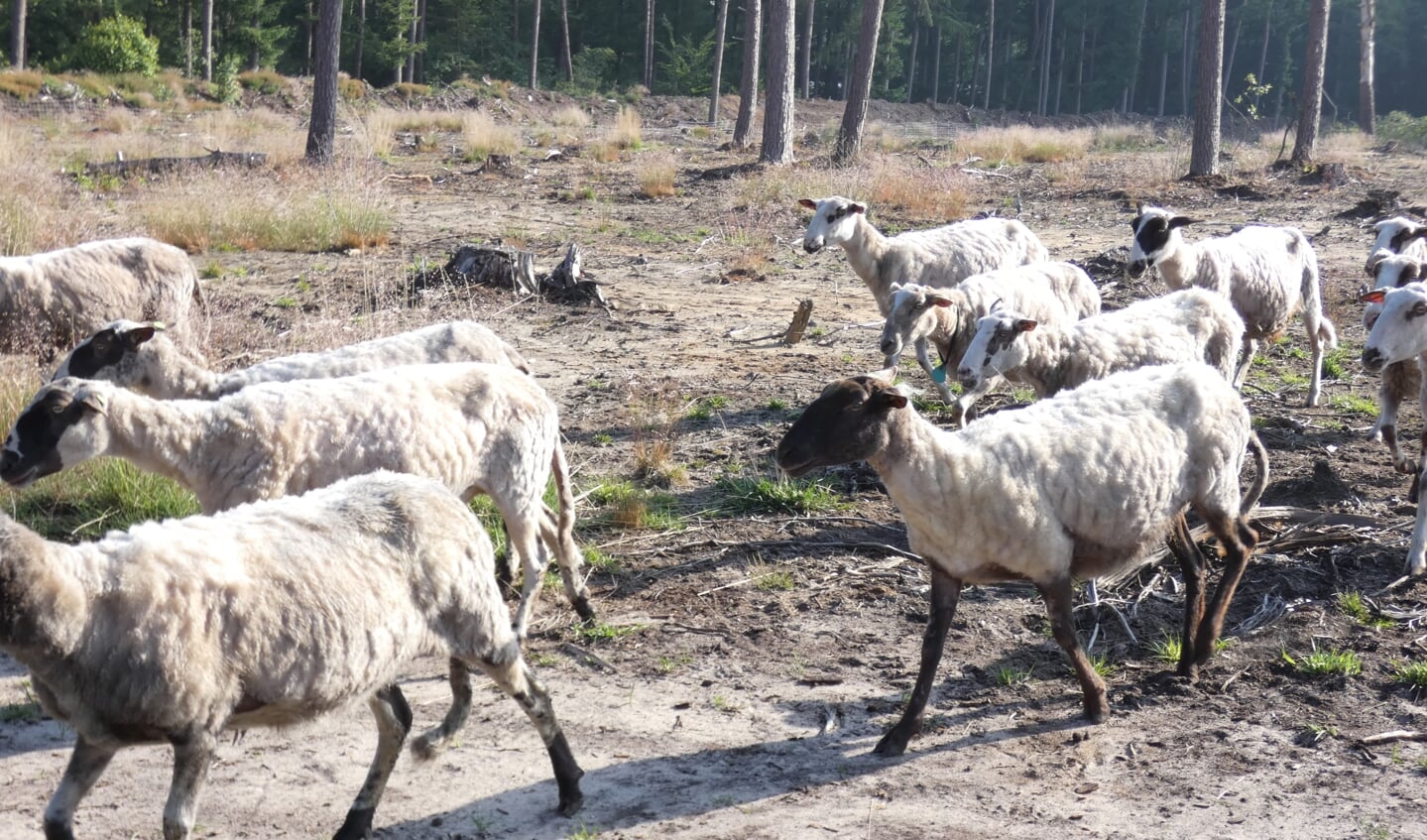 Schapen grazen op het terrein van het Schapenmeer. Foto: Inez Liebe