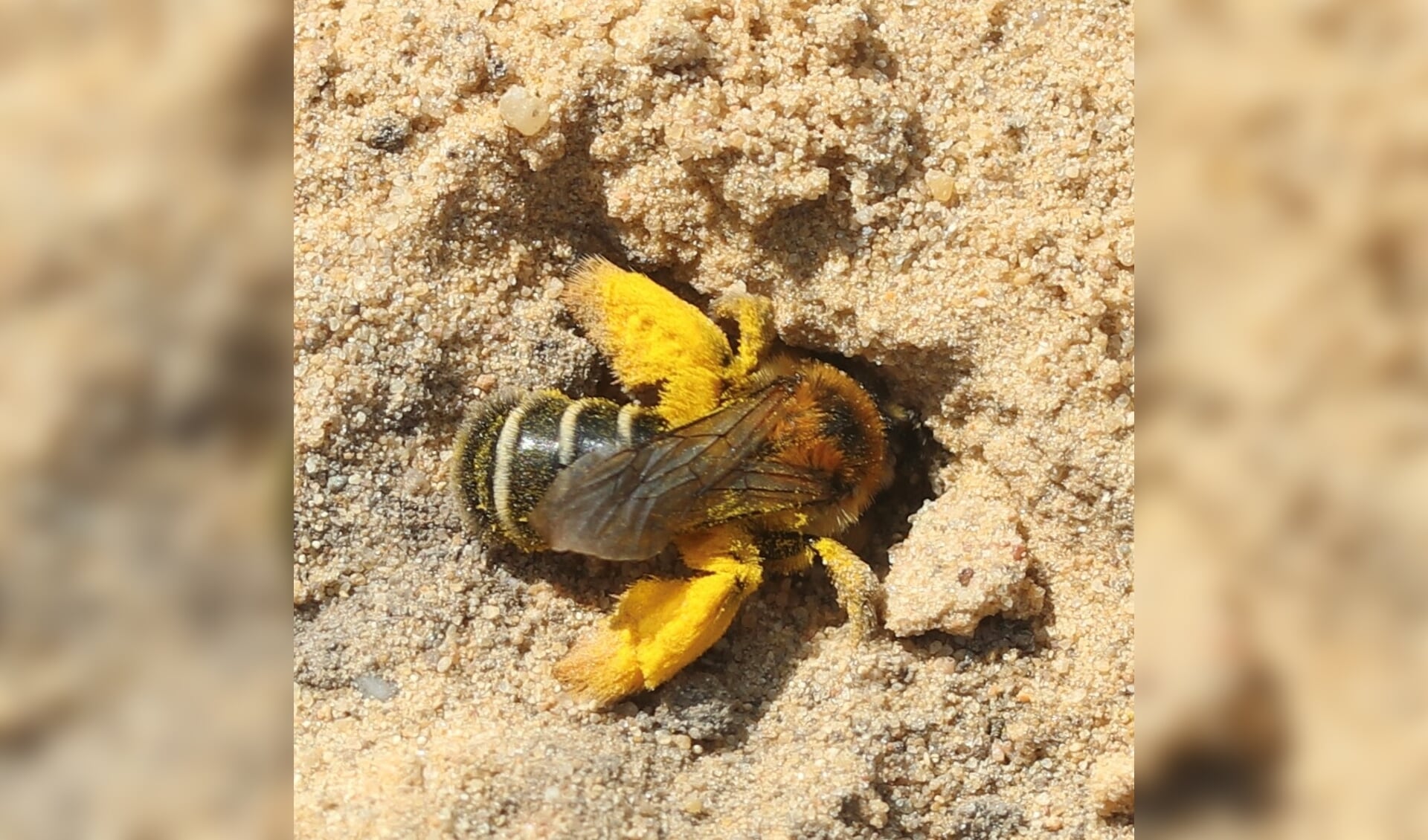 Een pluimvoetbij bij het graven van een nest in het zand tussen de straatstenen. Foto: Sander Grootendorst