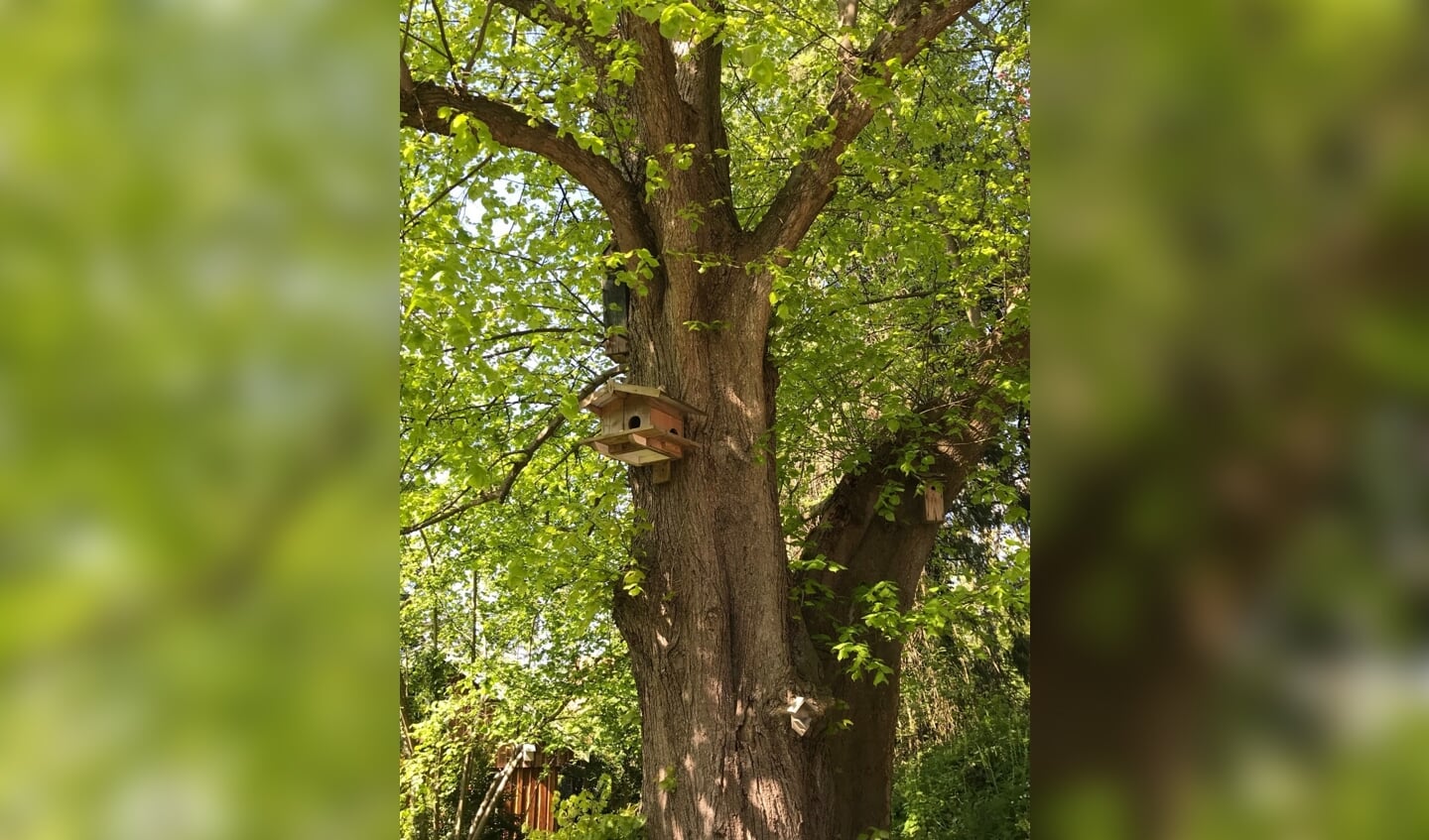 De Eefdese boom is een linde met een geschatte leeftijd van 150 jaar. Foto: PR