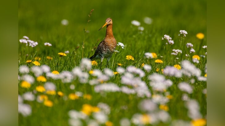 Grutto tussen pinksterbloemen. Foto: Ruben Smit/archief Achterhoek Nieuws