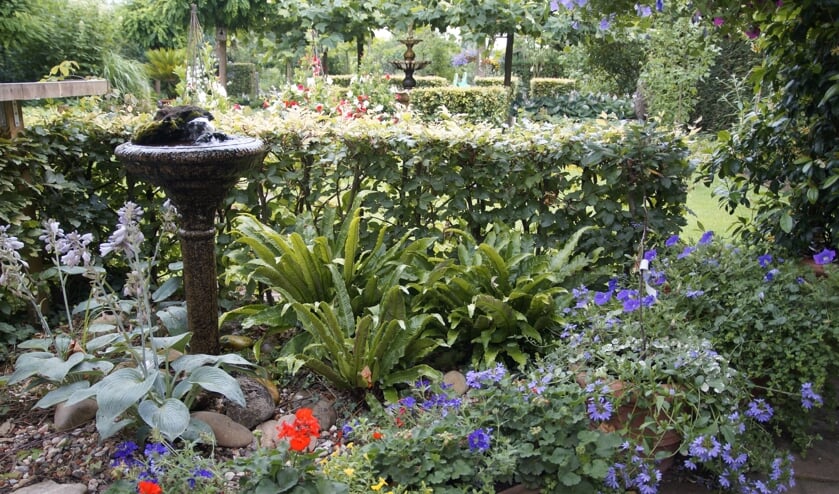 De Open tuindagen Tuin de Zumpe bieden een kleurrijk schouwspel.
Foto: tonpeer@tuindezumpe.nl

