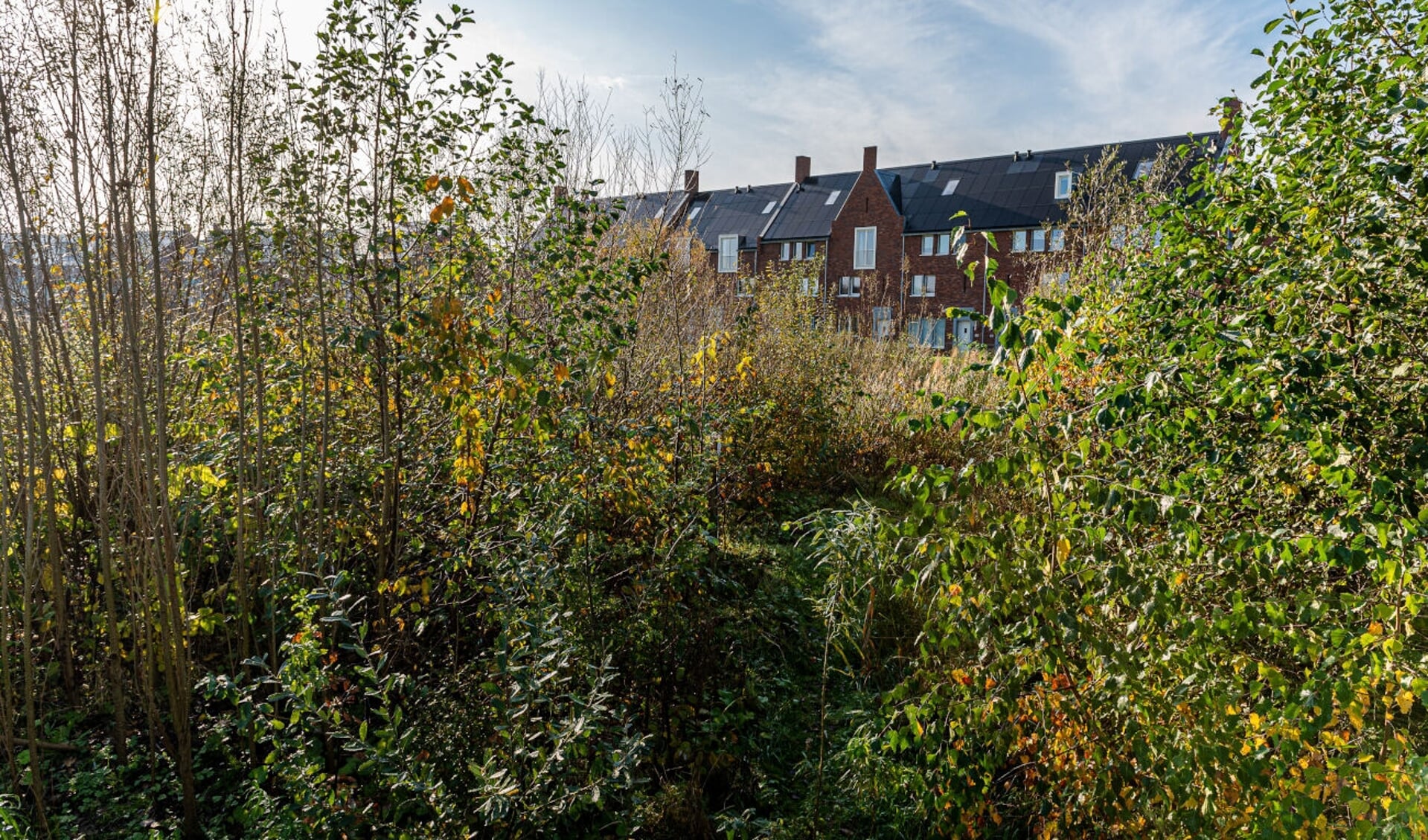 Gezocht: mensen die een tiny forest willen aanleggen. Foto: PR