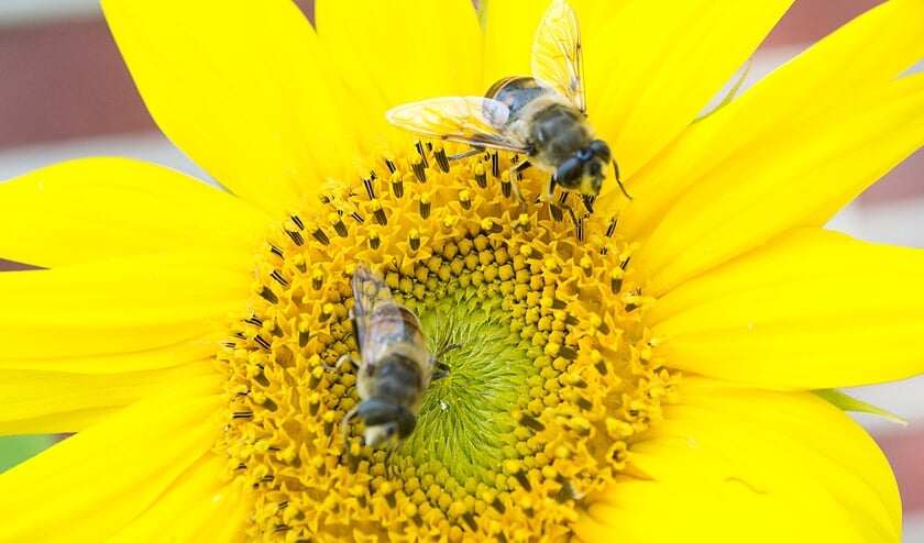 Bijen zijn een belangrijke schakel in de voedselketen. Foto Jacueline Ruessink - Haarts Fotocollectief