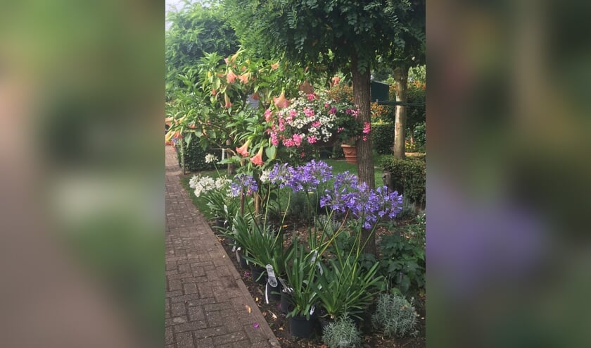 De Open tuindagen Tuin de Zumpe bieden een kleurrijk schouwspel.
Foto: tonpeer@tuindezumpe.nl