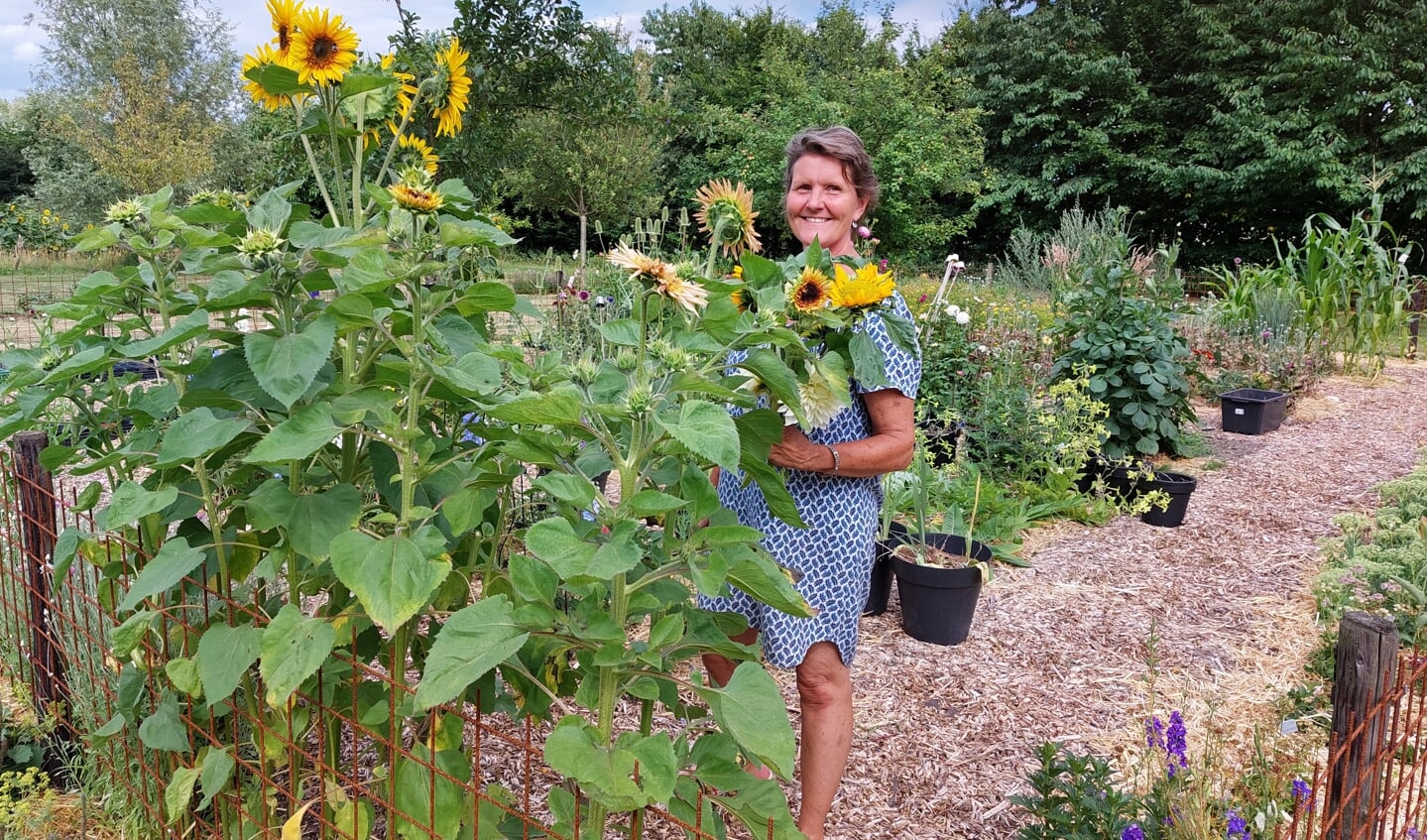 Mercedes Goud-te Voortwis tussen de zonnebloemen stelt een boeketje samen. Foto: Han van de Laar