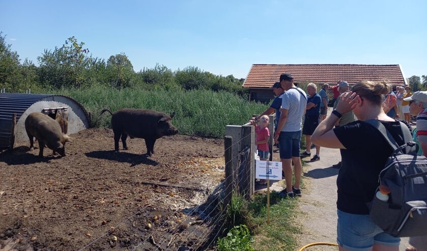 Bij de natuur inclusieve kringloopboerderij De Goed Gevulde in Halle worden zestig zwijnvarkens gehouden.