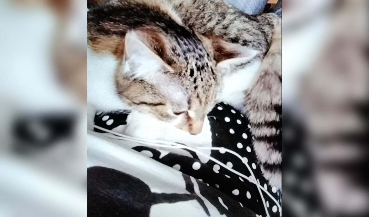 Poes Bobbie wordt vermist in Ruurlo, omgeving de Wiersseweg. Foto: PR