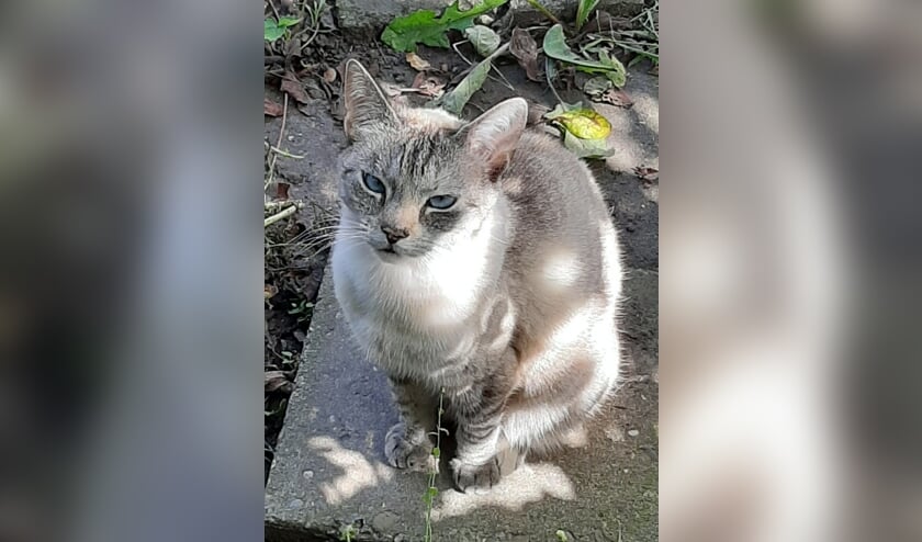 Poes Kimmie. Foto: PR