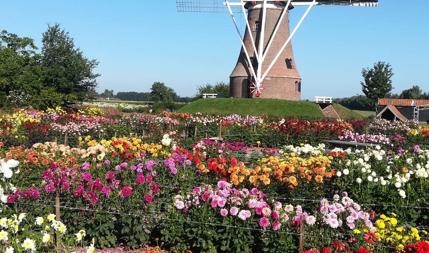 Bloemenpracht bij de Papiermolen in Rekken. Foto: PR