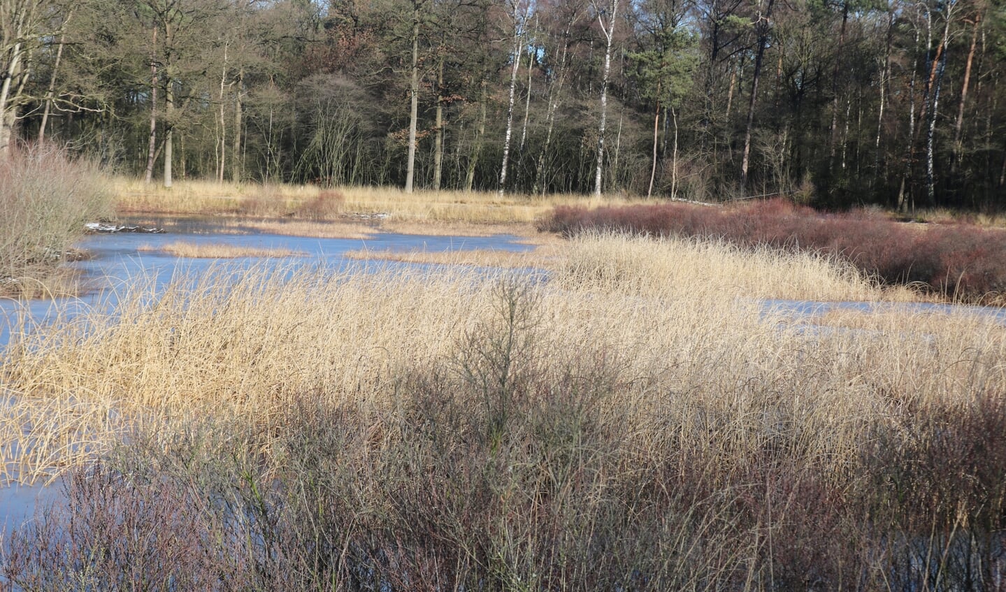 De Gorsselse heide in februari. Foto: Arjen Dieperink