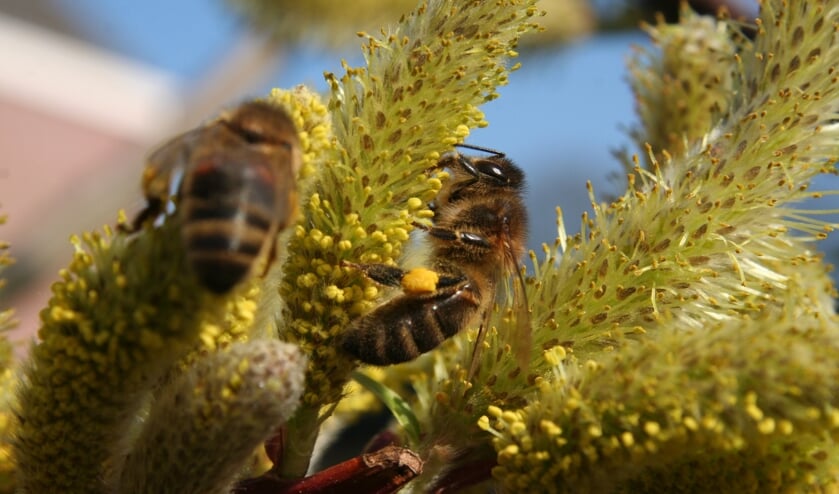 Wilgenkatjes leveren superfood voor honingbijen en veel andere insecten. Foto: PR
