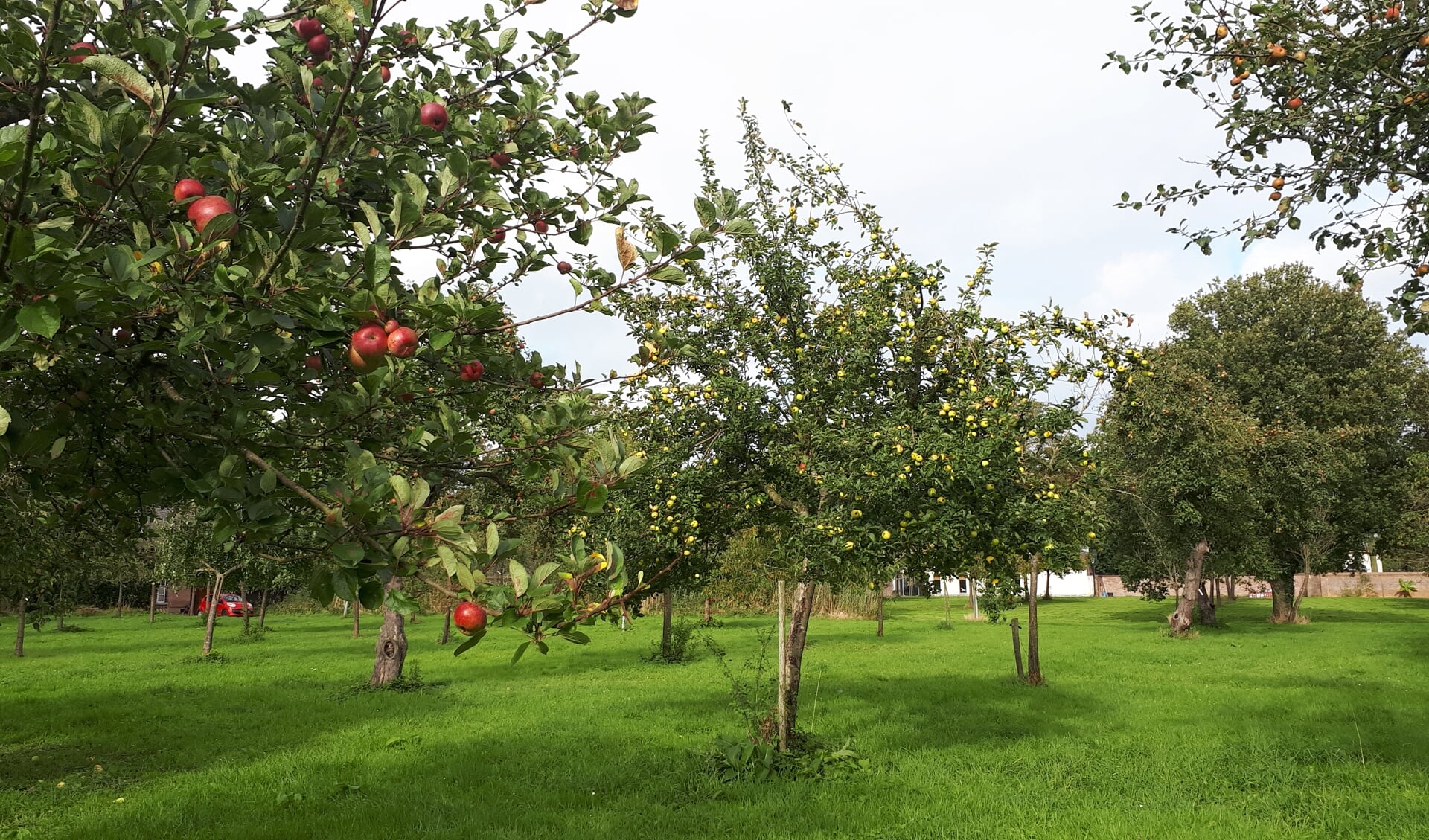 De boomgaard kent een verscheidenheid aan oude, vergeten appelrassen. Foto: Bertie Ledeboer