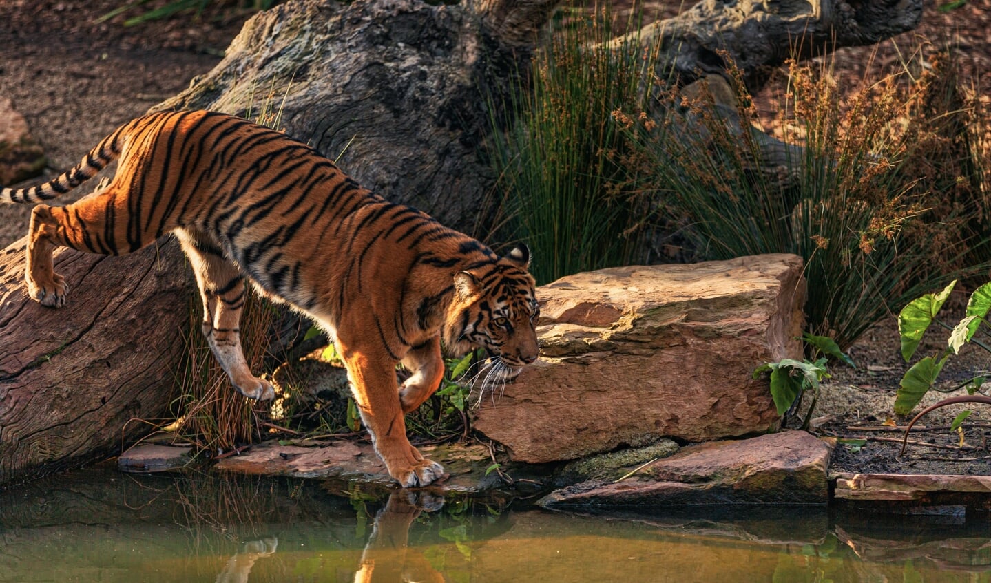 Pexels: foto door Robert Stokoe: https://www.pexels.com/nl-nl/foto/foto-van-bengaalse-tijger-die-dichtbij-waterlichaam-loopt-2668605/