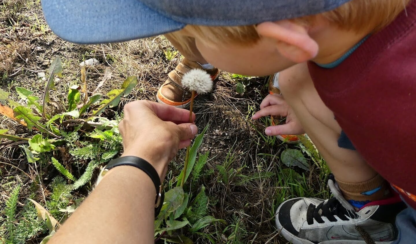Pluis blazen, zaadjes worden meegevoerd met de wind. Foto: Staring Educatie