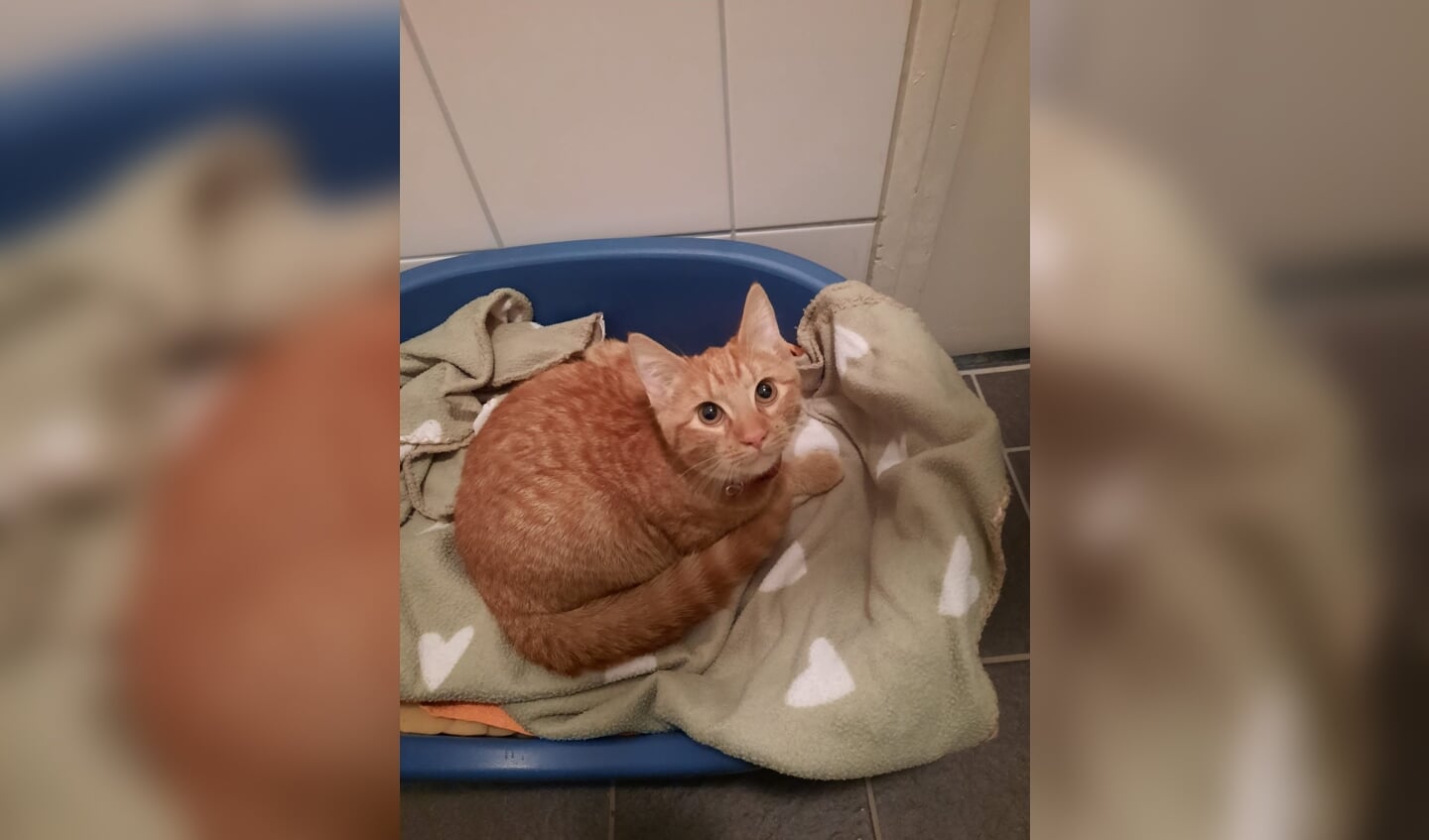 Gevonden kat in Aalten. Foto: Amivedi