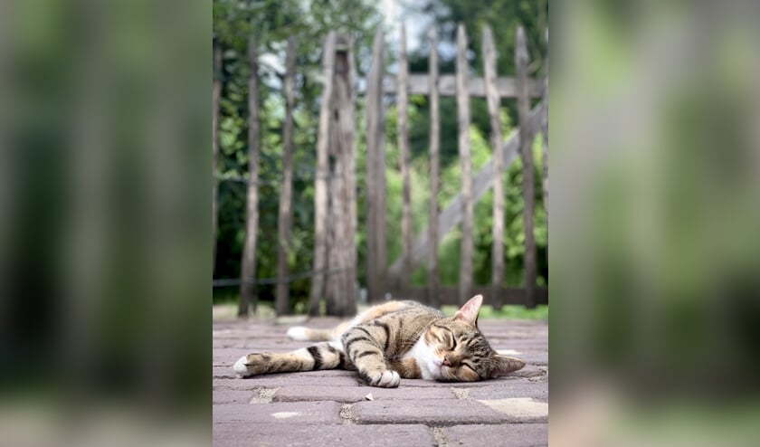 Mowgli. Foto: PR