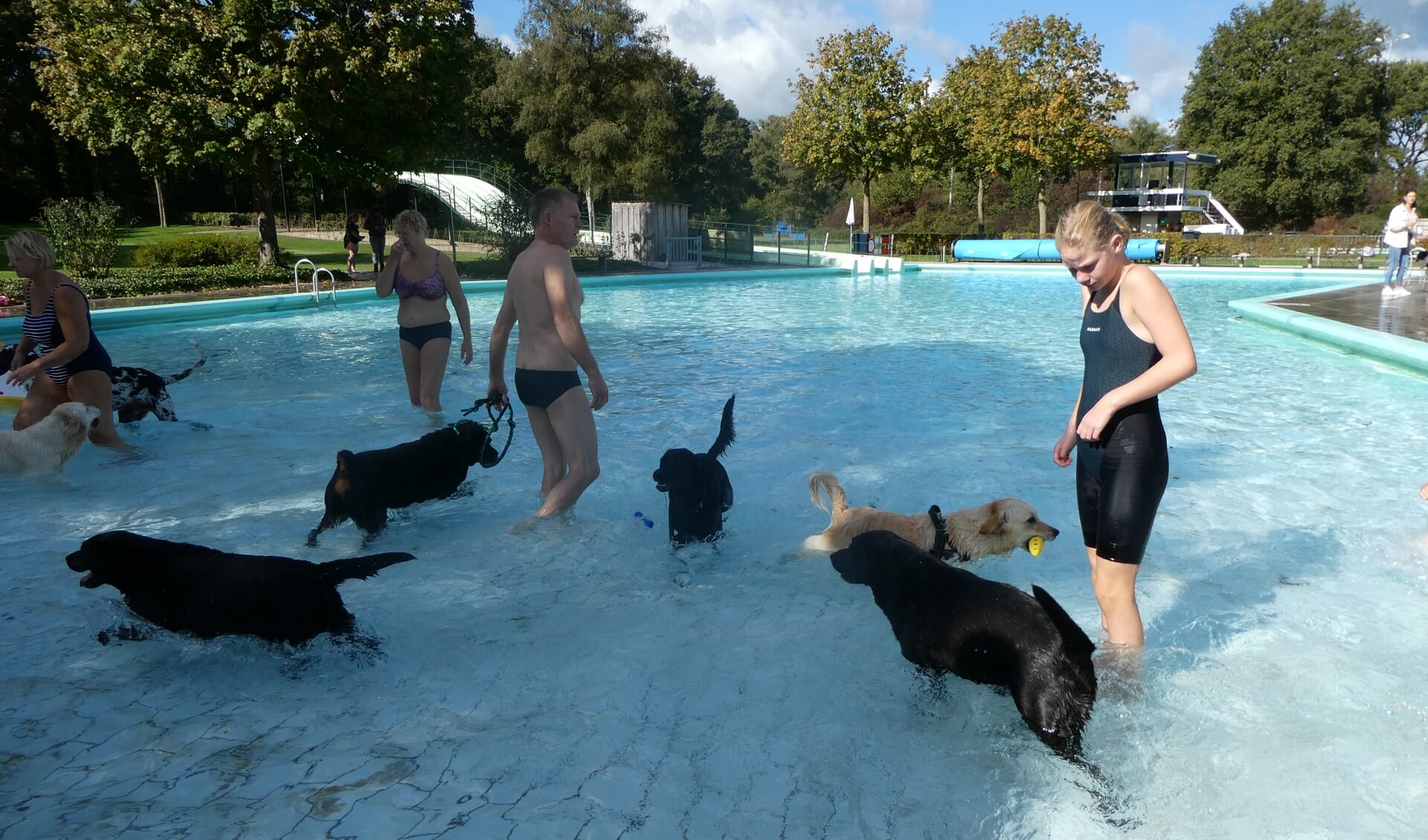 De honden vermaakten zich opperbest in het water van zwembad De Meene. Foto: Jan Hendriksen 