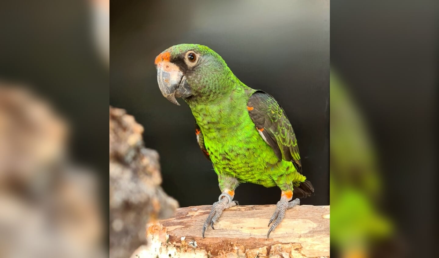 Jardinepapegaai Keegan wordt vermist door zijn baasjes in Eibergen. Foto: PR