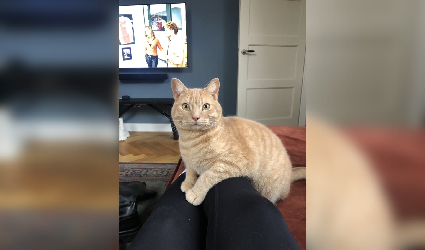 Kater Knofje. Eigen foto