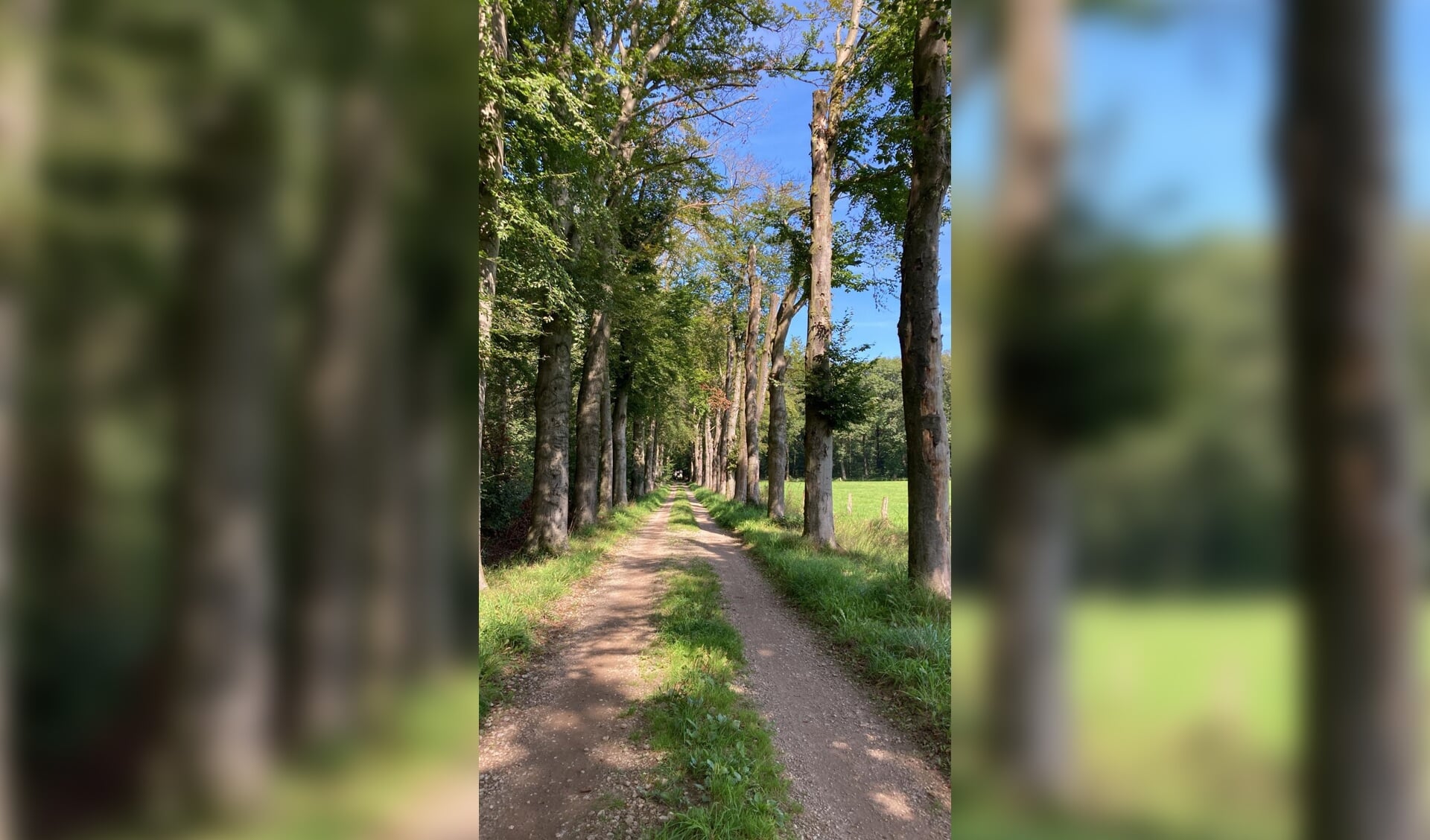 De beukenlaan moet vervangen worden. Foto: PR Geldersch Landschap & Kasteelen