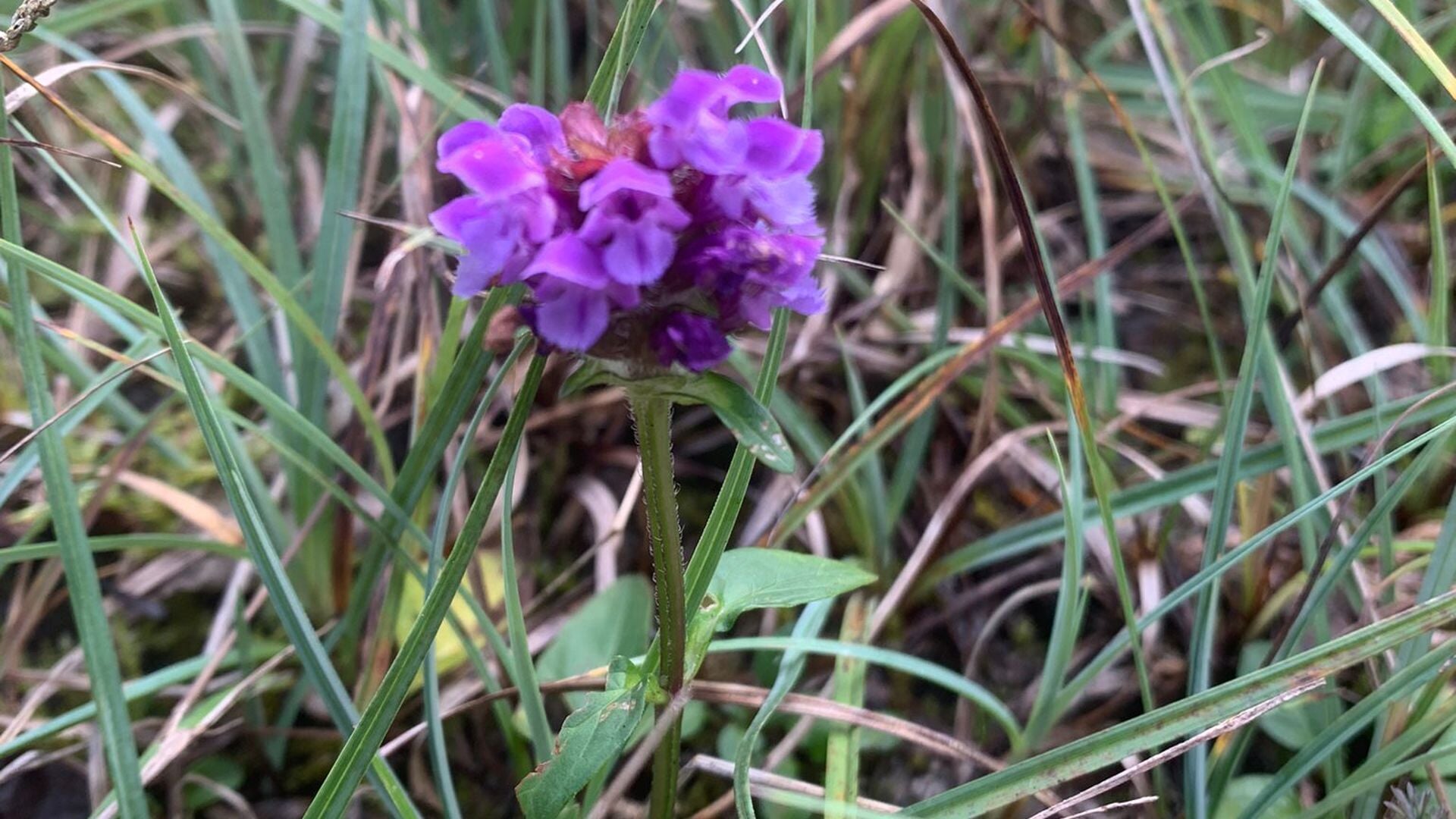 Bloeiende orchideeënsoort. Foto: PR